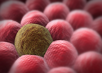 CELL CULTURE